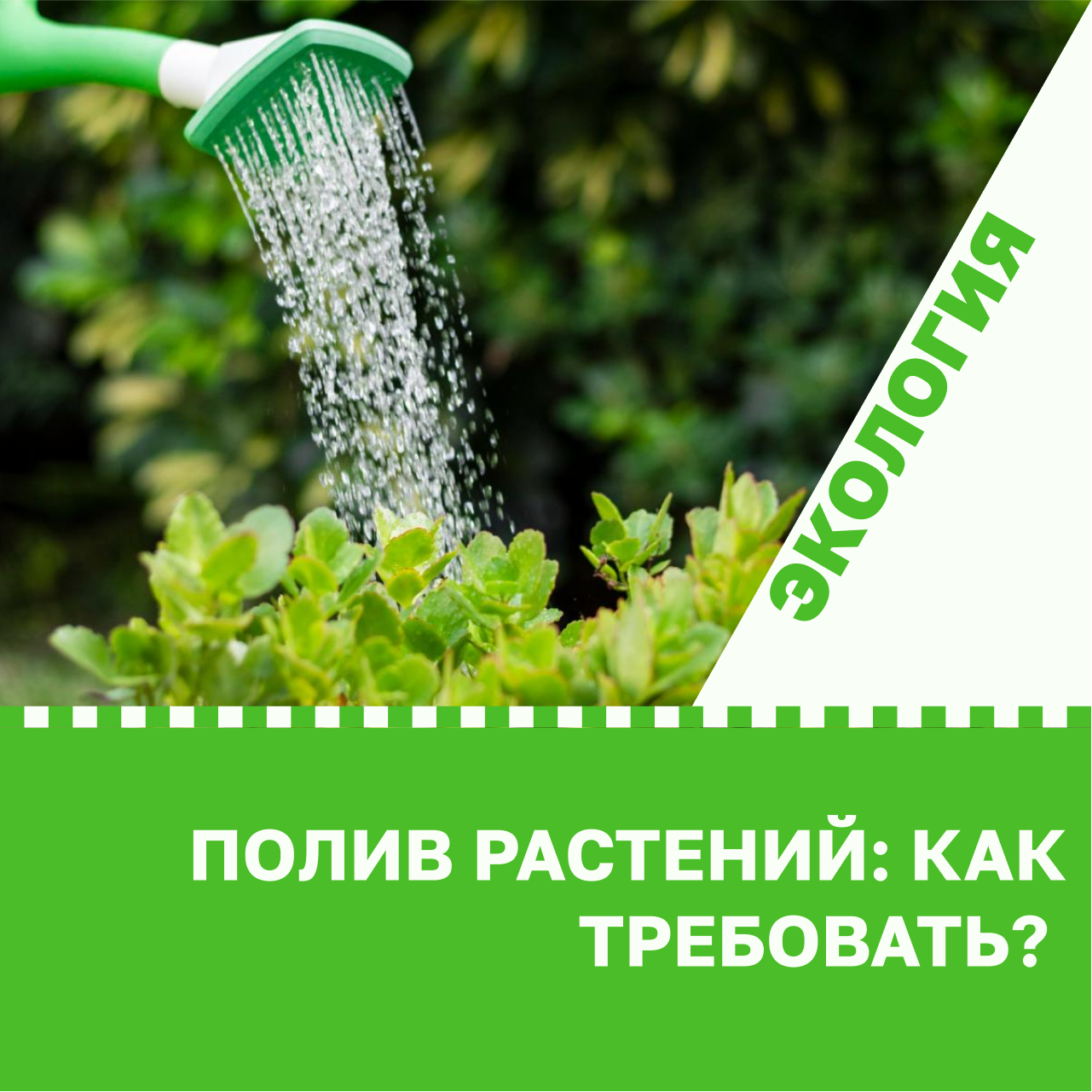 Полив растений: как требовать?